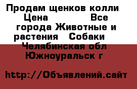 Продам щенков колли › Цена ­ 15 000 - Все города Животные и растения » Собаки   . Челябинская обл.,Южноуральск г.